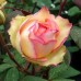 Trandafir floribund Gartenspass C4
